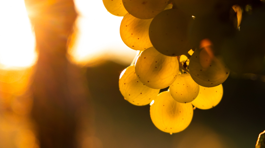 moritz-knoringer-Su4Fvs7be3Y-unsplash
